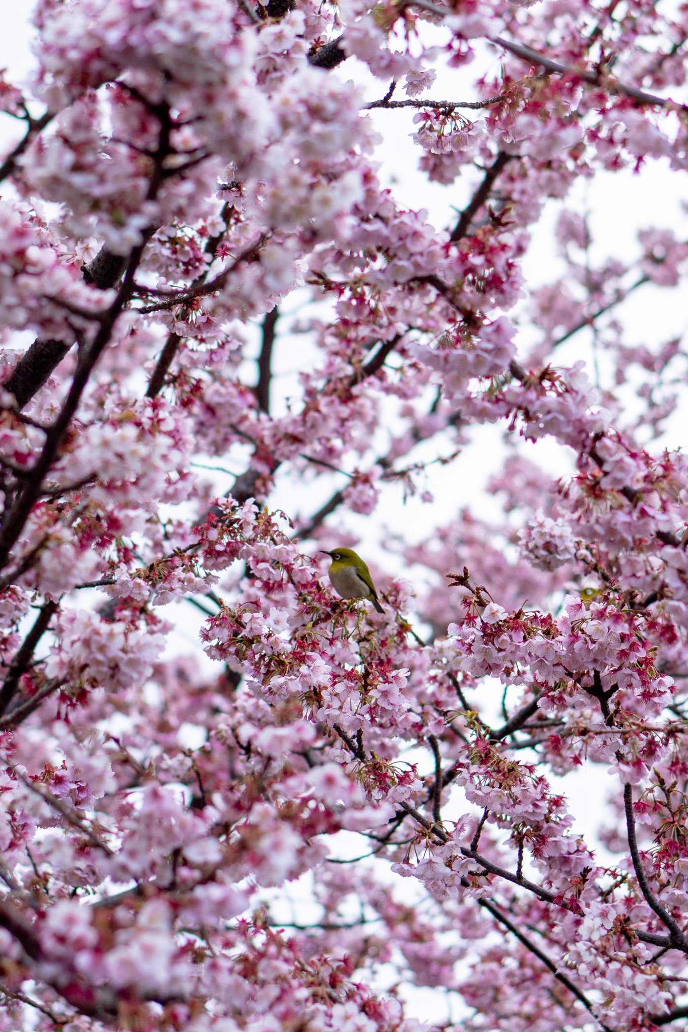 Atami Cherry Blossoms