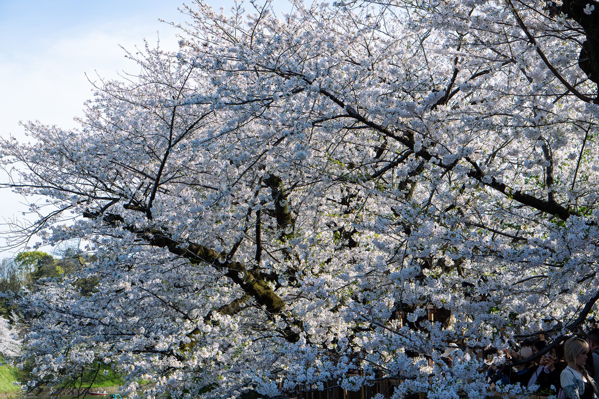 Chidorigafuchi Moat